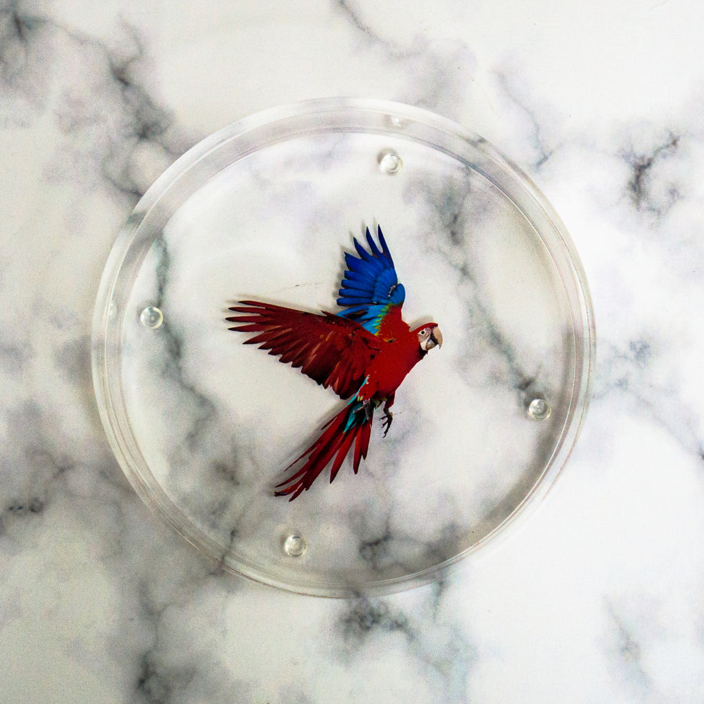 Acrylic Round Bird Tray